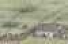      ,   䳿,   